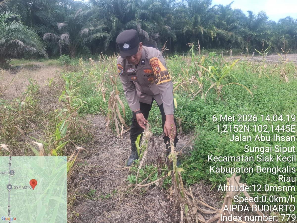 Polsek Siak Kecil Cek Kesiapan Panen Jagung untuk Dukung Ketahanan Pangan Nasional